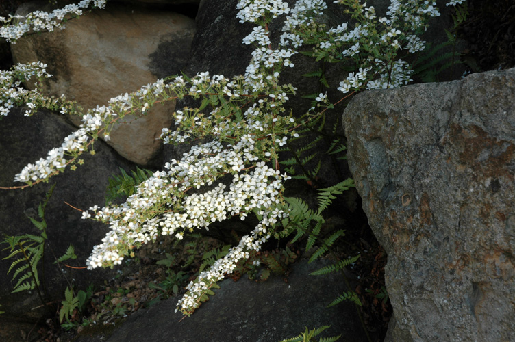 DSC_1713s.jpg