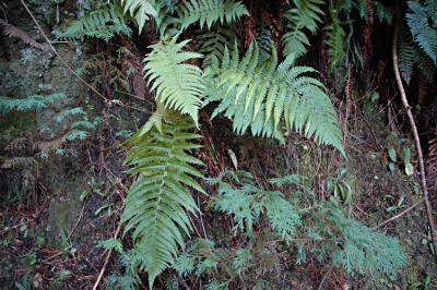 Ferns on Conical Hill