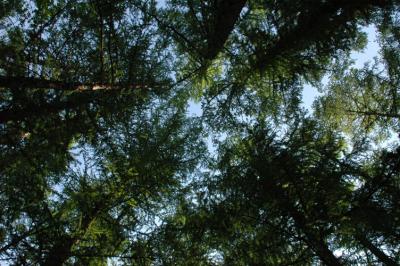 Canopy of Trees