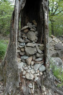 Rocks in Tree Trunk