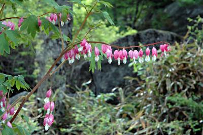 Flowers at Temple