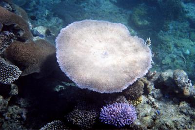 Coral Around Honeymoon Island