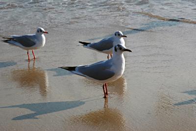 Seagulls on Haeundae Beach