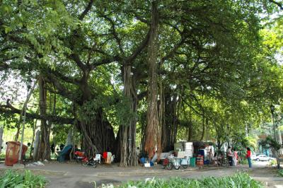 Tree in Suan Saranrom Park