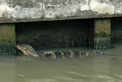 Reptile in Canal