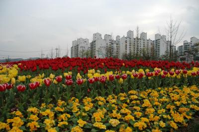 Tulips with Apartments in Backgroup