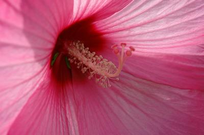 Hibiscus mutablis
