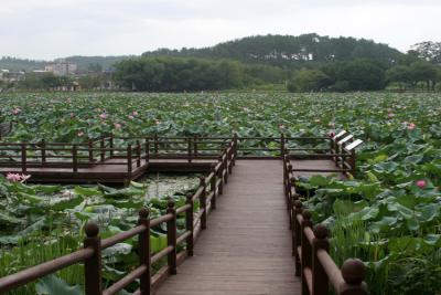 Boardwalk through Lotus Pond