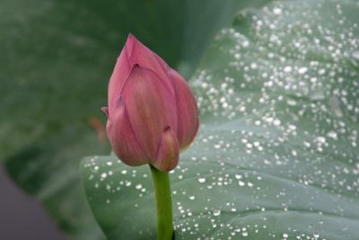 Lotus Bud