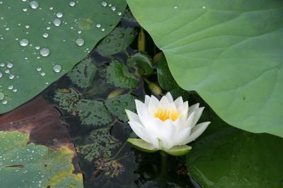 White Lotus