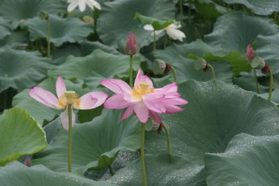 Lotus Flowers