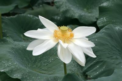 White Lotus