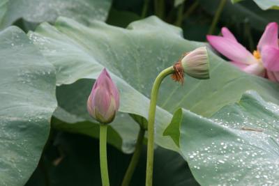 Lotus Bud