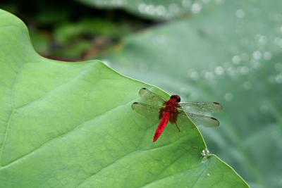 Dragon Fly