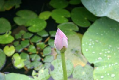 Lotus Bud