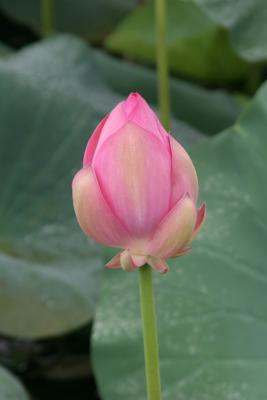 Lotus Bud