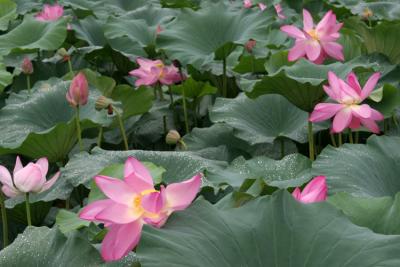 Lotus Flowers