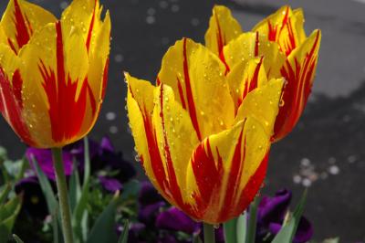 Tulips in Daegu