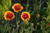 Indian Blanket