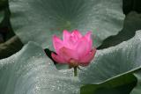 Lotus Flower