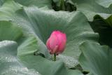 Lotus Flower Blooming