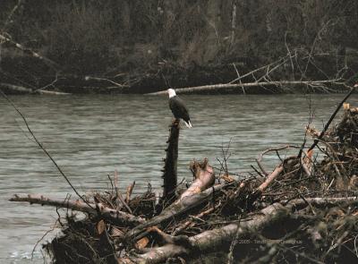 Bald Eagle on the Skagit River