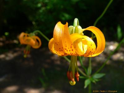 Columbia Lily  (Lilium columbianum)
