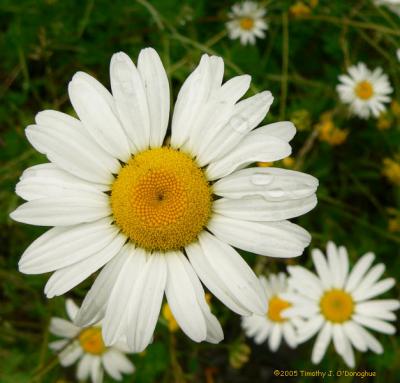 A Surprise of Daisies
