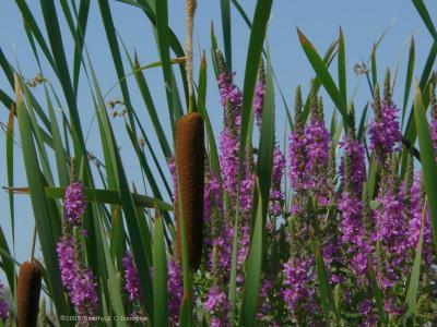 Cattails and Purple Loosestrife