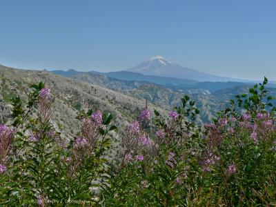 Mount Adams, WA and flora