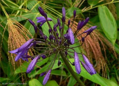 Purple Flower [tbi]