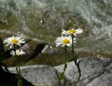 Daisies and Whitewater