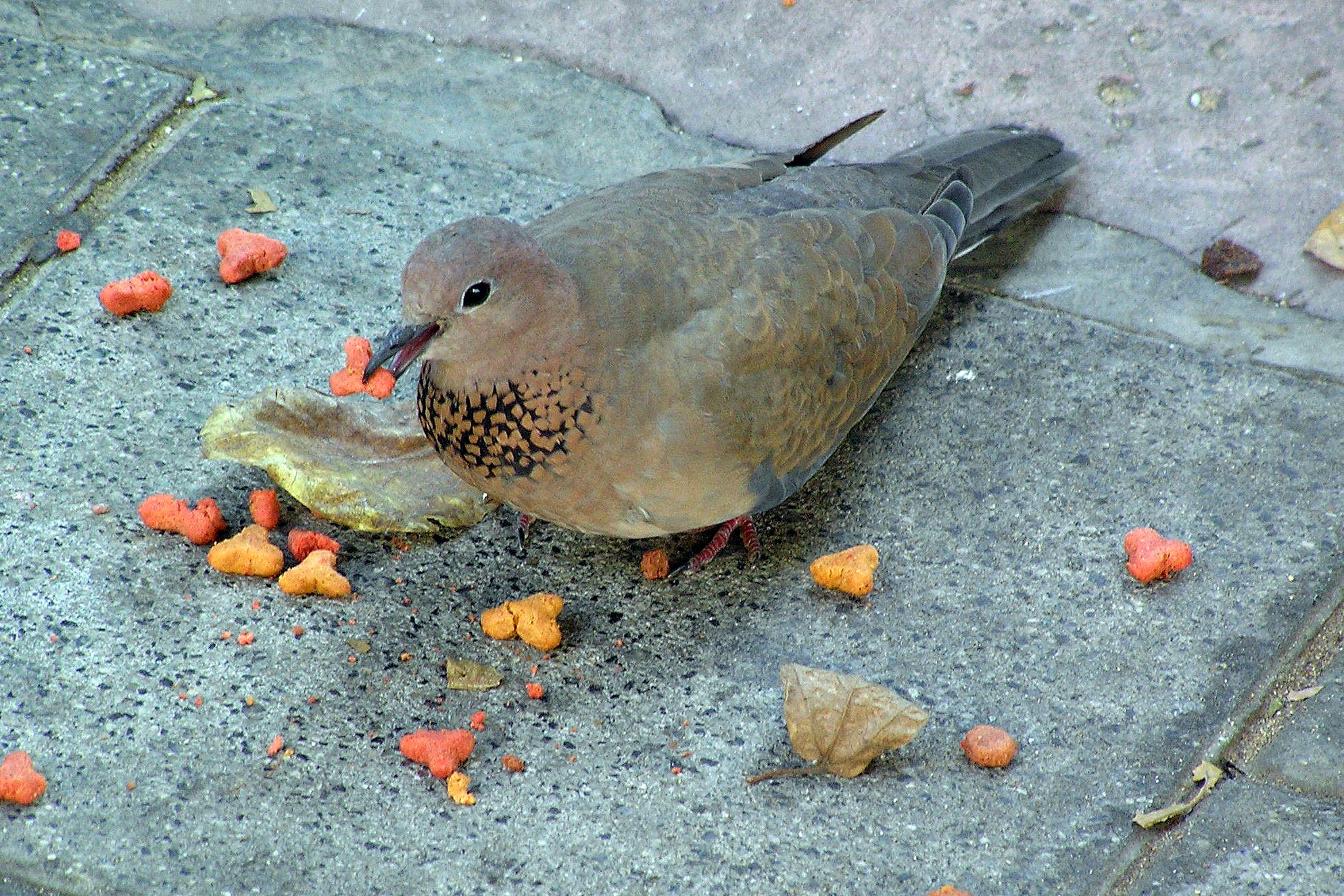 Pigeon on King George St.JPG