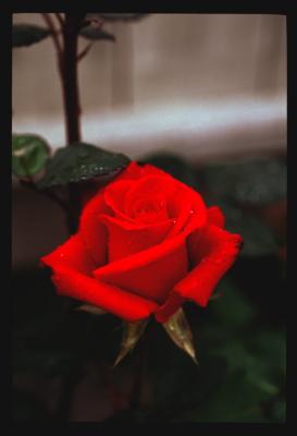 v3/59/588559/3/49645310.redrose.jpg