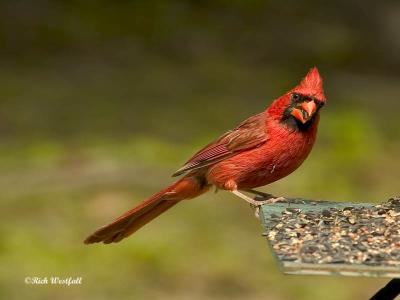 Male Cardinal