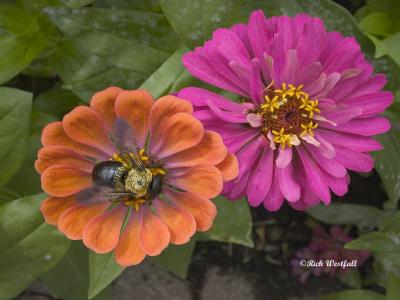 Summer Bumblebee