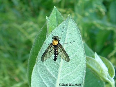 Bug on a leaf