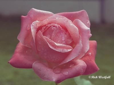 Another pink rose