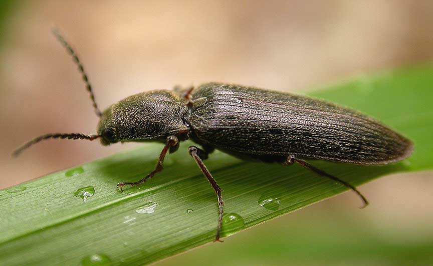 Click beetle -- side view -- ID unknown