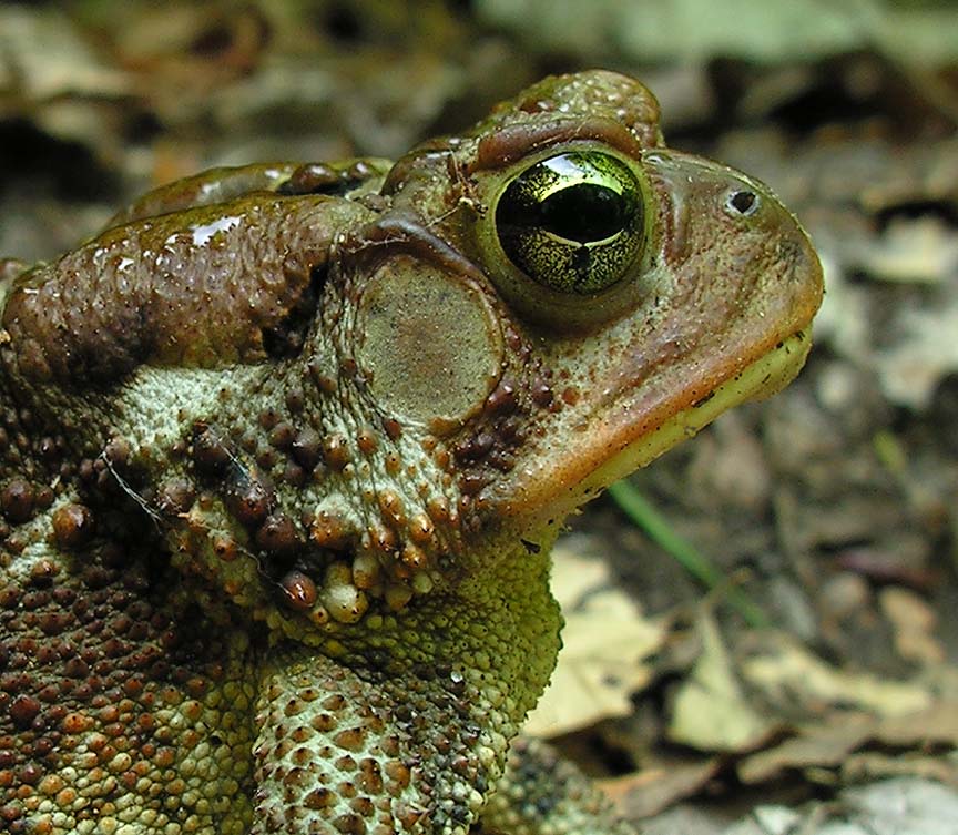 American Toad -- <i>Bufo americanus</i> - head detail