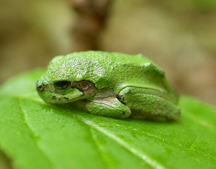 Gray Treefrog  -  <i>Hyla versicolor</i>