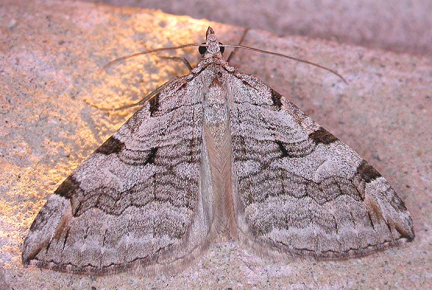Aplocera plagiata - 7627 - Treble-bar Moth