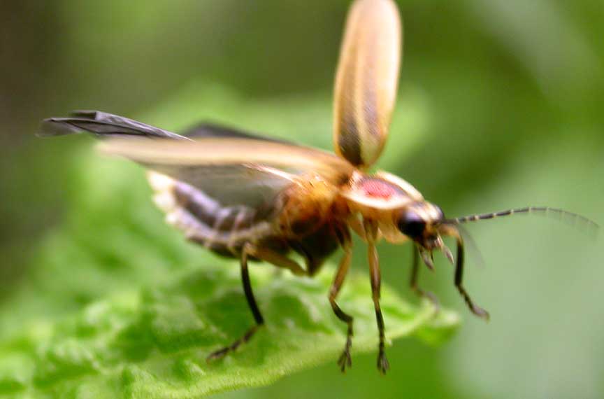 firefly taking off