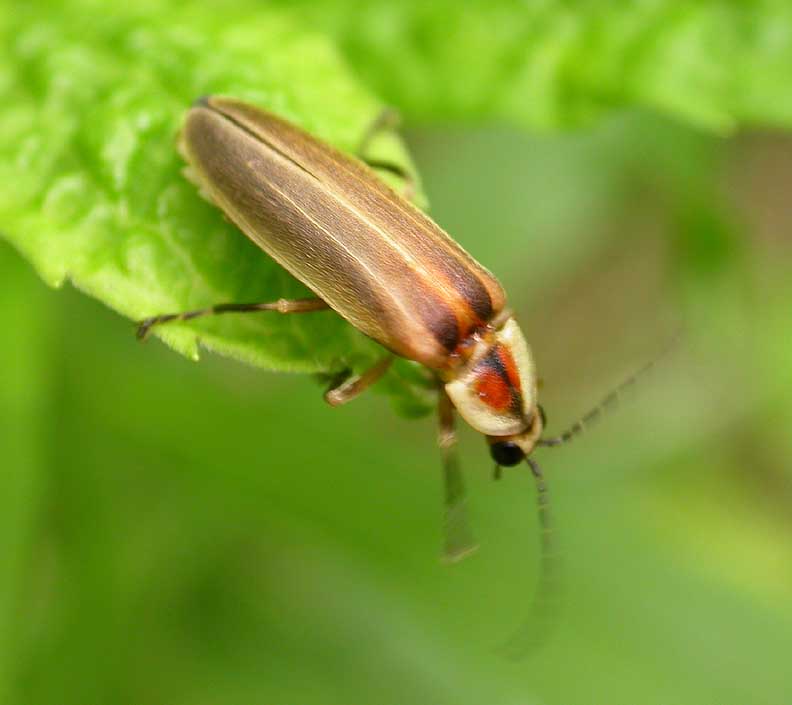 firefly - pronotum