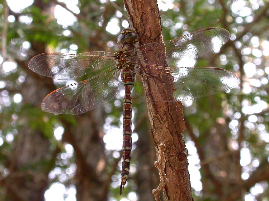 Aeshna canadensis - Canada Darner - top view