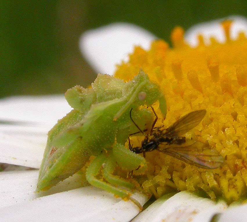 phymata feeding on prey