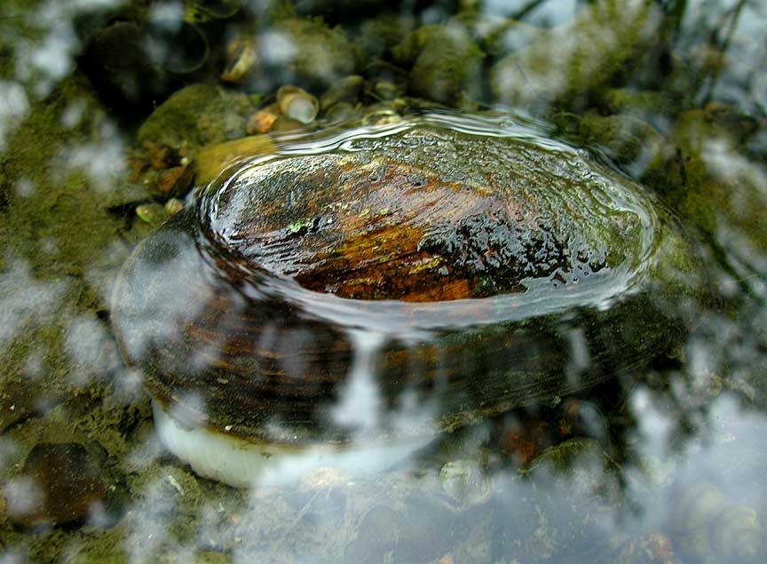 Eastern Elliptio mussel-- <i>Elliptio complanata</i> -- instream
