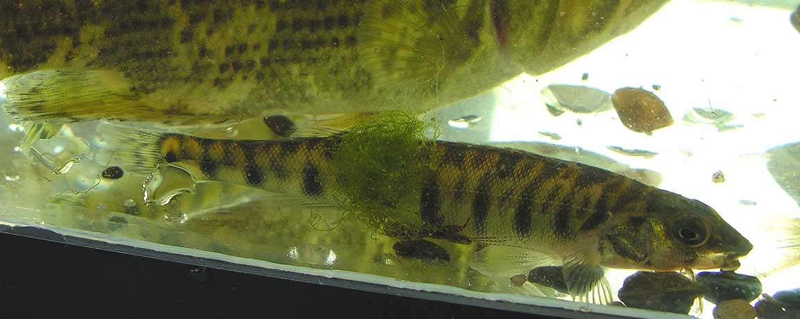 Logperch -- <i>Percina caprodes</i>