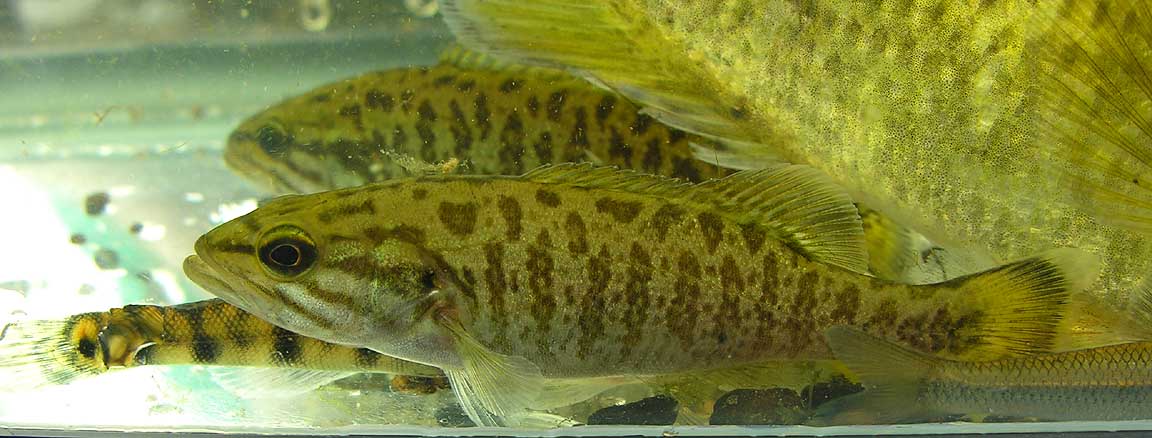 Smallmouth Bass -- <i>Micropterus dolomieu<i>