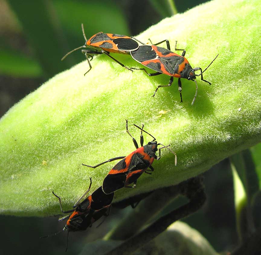 Eastern Milkweed Bugs -- <i>Lygaeus kalmii</i>